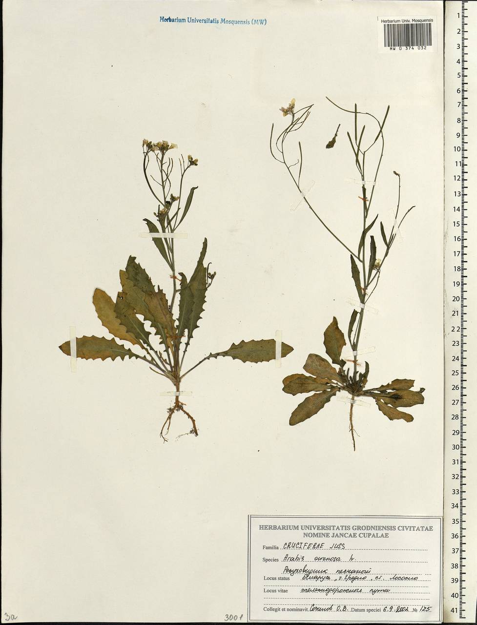 Arabidopsis arenosa (L.) Lawalrée, Eastern Europe, Belarus (E3a) (Belarus)