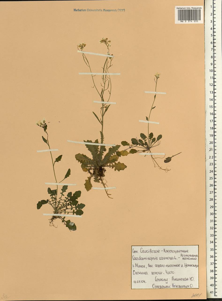 Arabidopsis arenosa subsp. arenosa, Eastern Europe, Belarus (E3a) (Belarus)