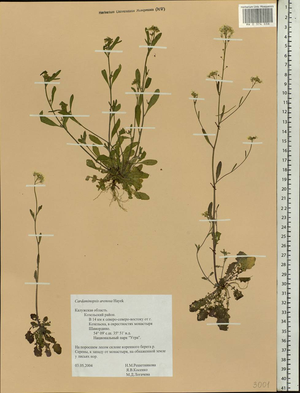 Arabidopsis arenosa subsp. arenosa, Eastern Europe, Central region (E4) (Russia)