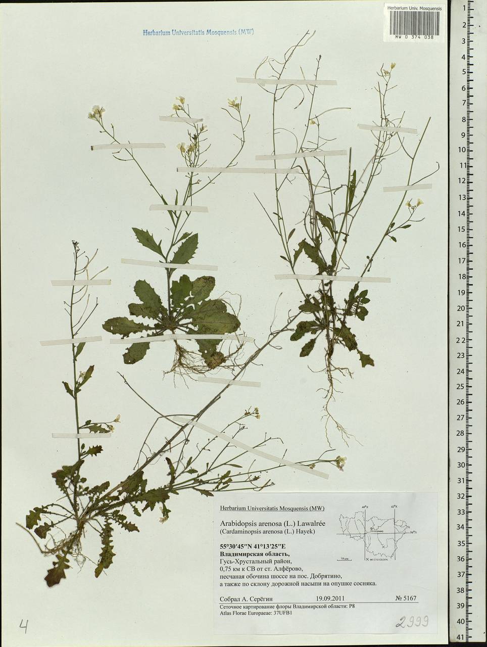 Arabidopsis arenosa subsp. arenosa, Eastern Europe, Central region (E4) (Russia)