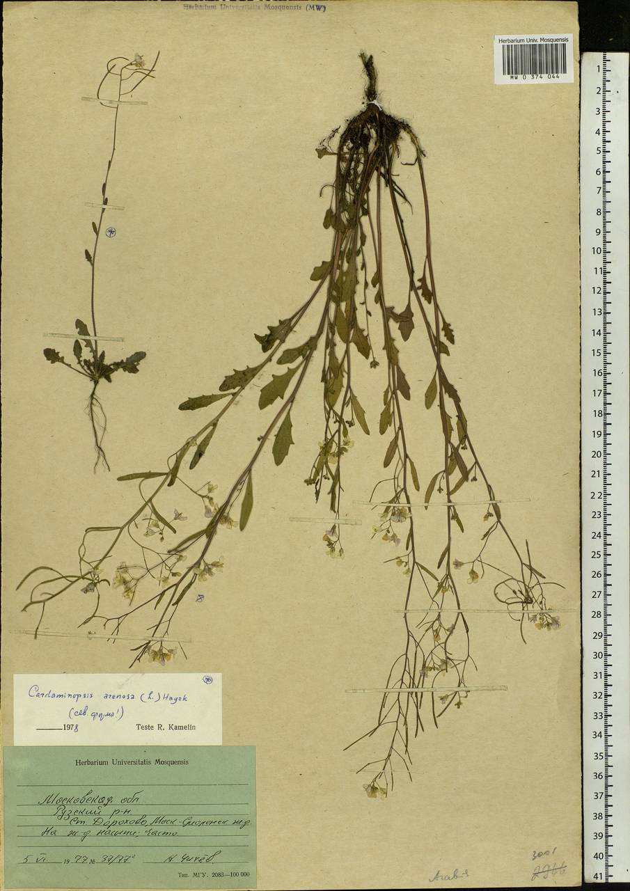 Arabidopsis arenosa subsp. arenosa, Eastern Europe, Moscow region (E4a) (Russia)