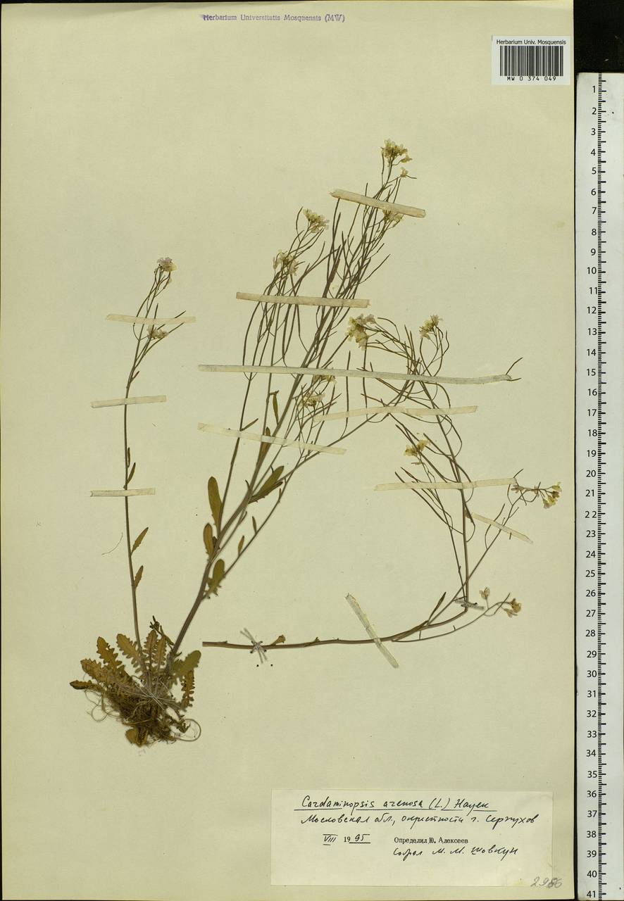 Arabidopsis arenosa subsp. arenosa, Eastern Europe, Moscow region (E4a) (Russia)