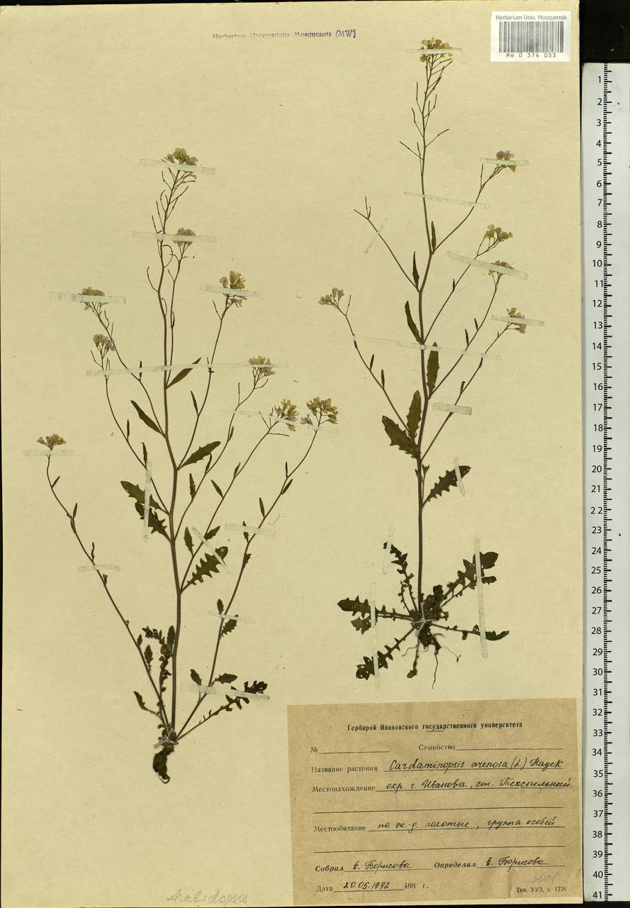Arabidopsis arenosa subsp. arenosa, Eastern Europe, Central forest region (E5) (Russia)