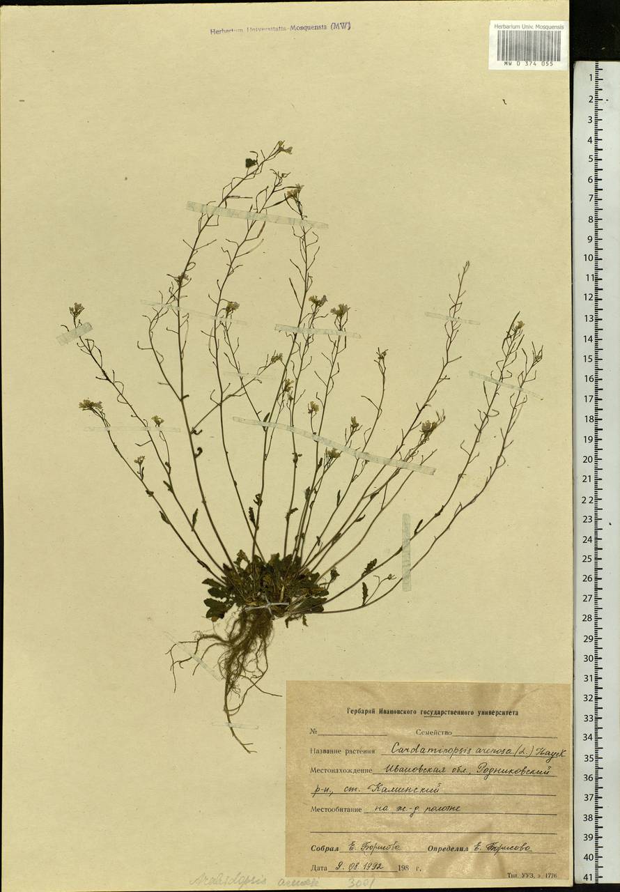 Arabidopsis arenosa subsp. arenosa, Eastern Europe, Central forest region (E5) (Russia)