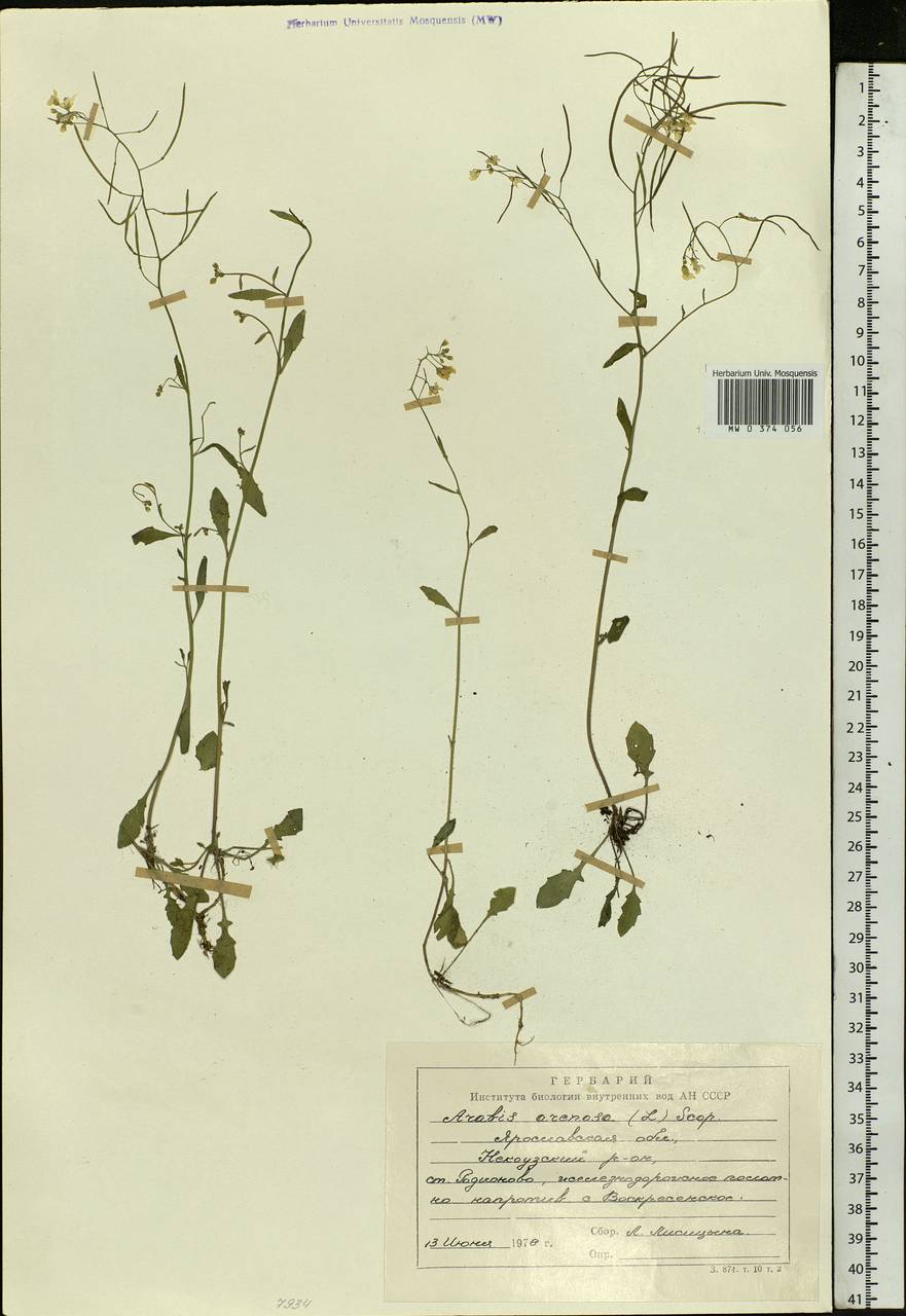 Arabidopsis arenosa (L.) Lawalrée, Eastern Europe, Central forest region (E5) (Russia)