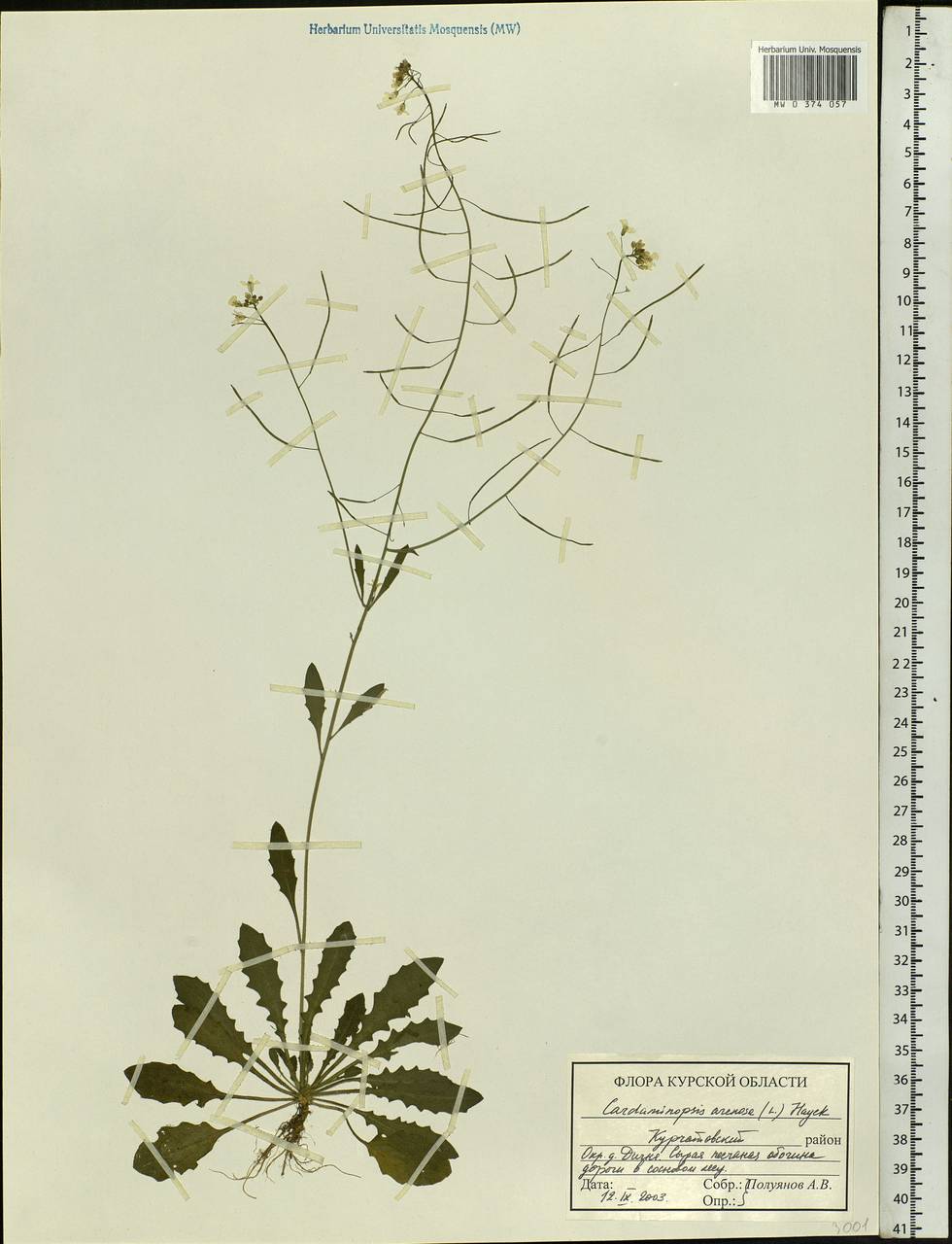 Arabidopsis arenosa subsp. arenosa, Eastern Europe, Central forest-and-steppe region (E6) (Russia)