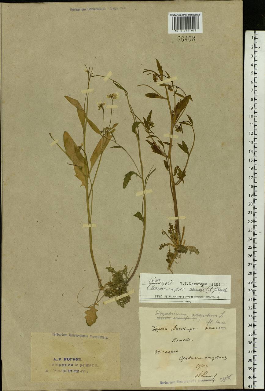 Arabidopsis arenosa (L.) Lawalrée, Eastern Europe, South Ukrainian region (E12) (Ukraine)