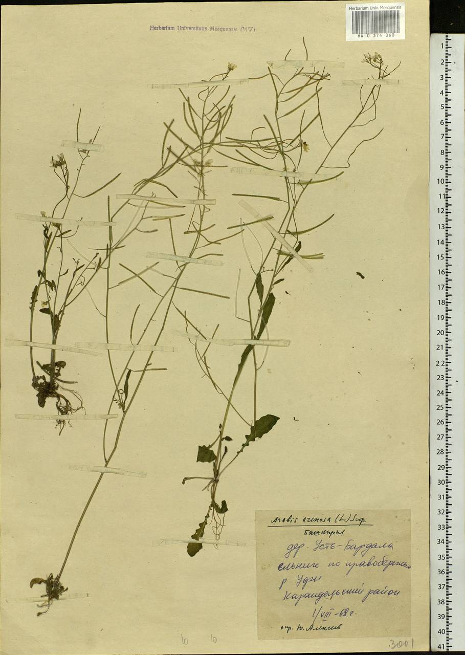 Arabidopsis arenosa (L.) Lawalrée, Eastern Europe, Eastern region (E10) (Russia)