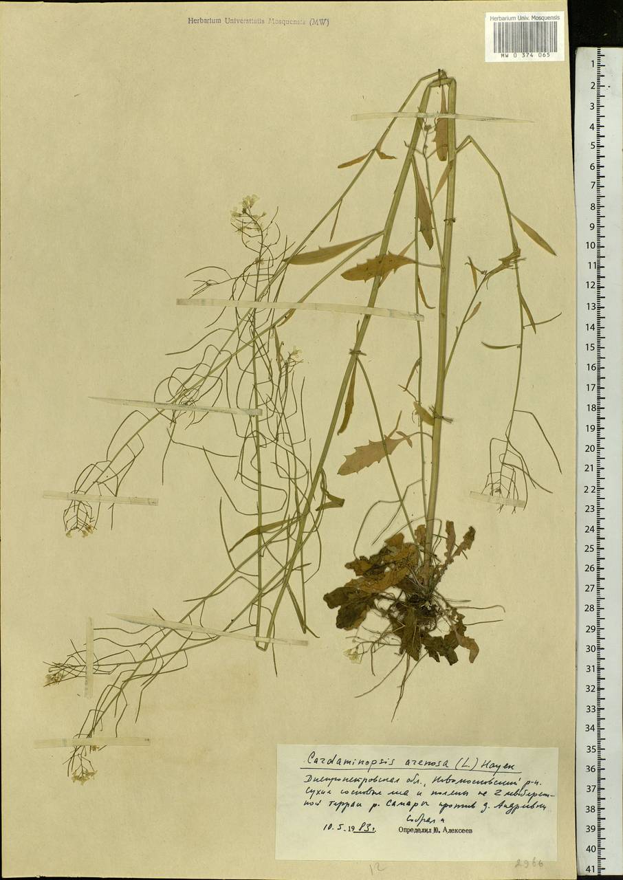 Arabidopsis arenosa (L.) Lawalrée, Eastern Europe, South Ukrainian region (E12) (Ukraine)