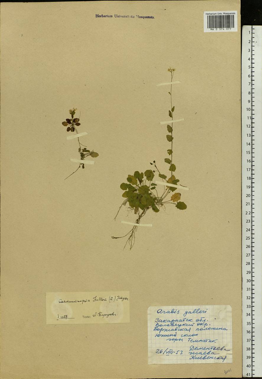 Arabidopsis halleri subsp. halleri, Eastern Europe, West Ukrainian region (E13) (Ukraine)