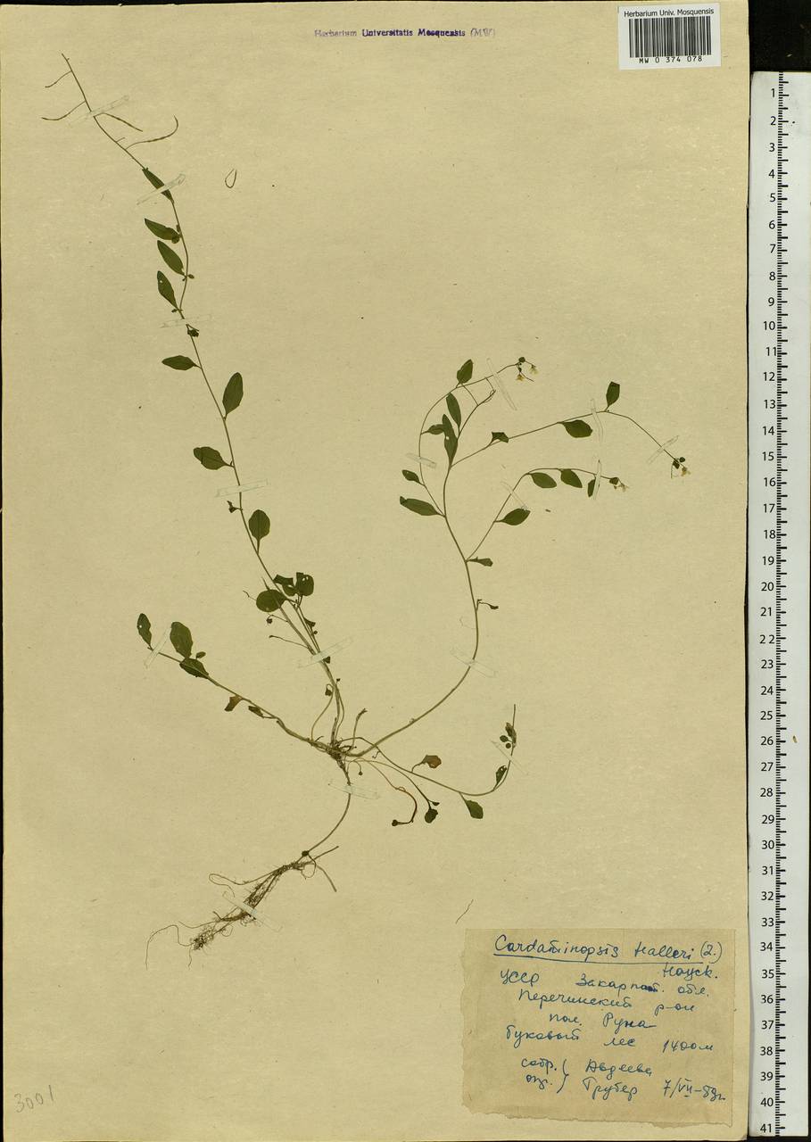 Arabidopsis halleri subsp. halleri, Eastern Europe, West Ukrainian region (E13) (Ukraine)
