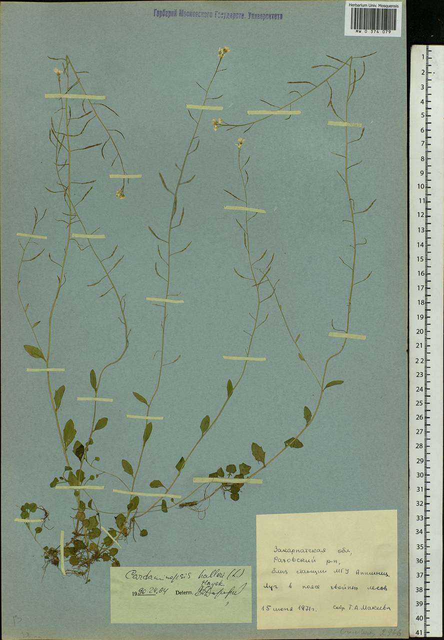 Arabidopsis halleri subsp. halleri, Eastern Europe, West Ukrainian region (E13) (Ukraine)