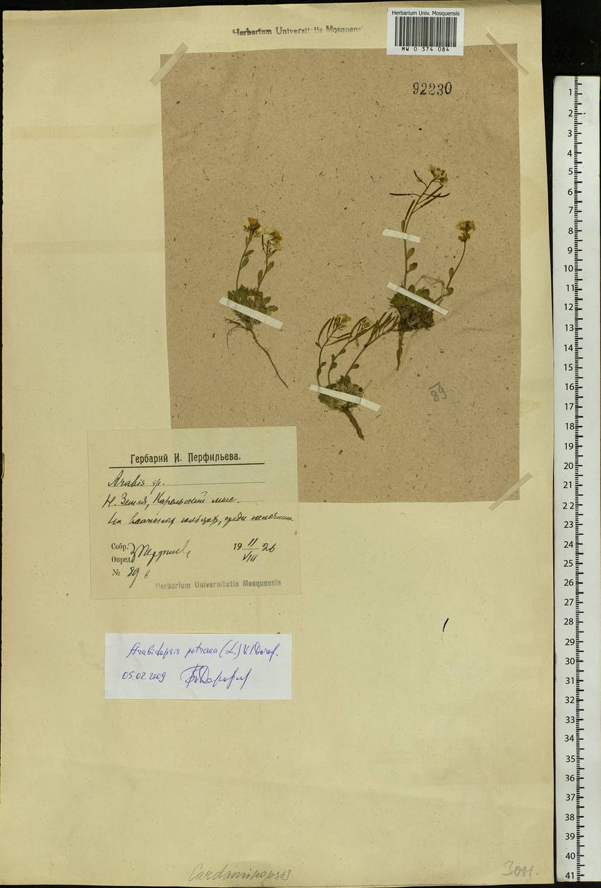 Arabidopsis lyrata subsp. petraea (L.) O'Kane & Al-Shehbaz, Eastern Europe, Northern region (E1) (Russia)