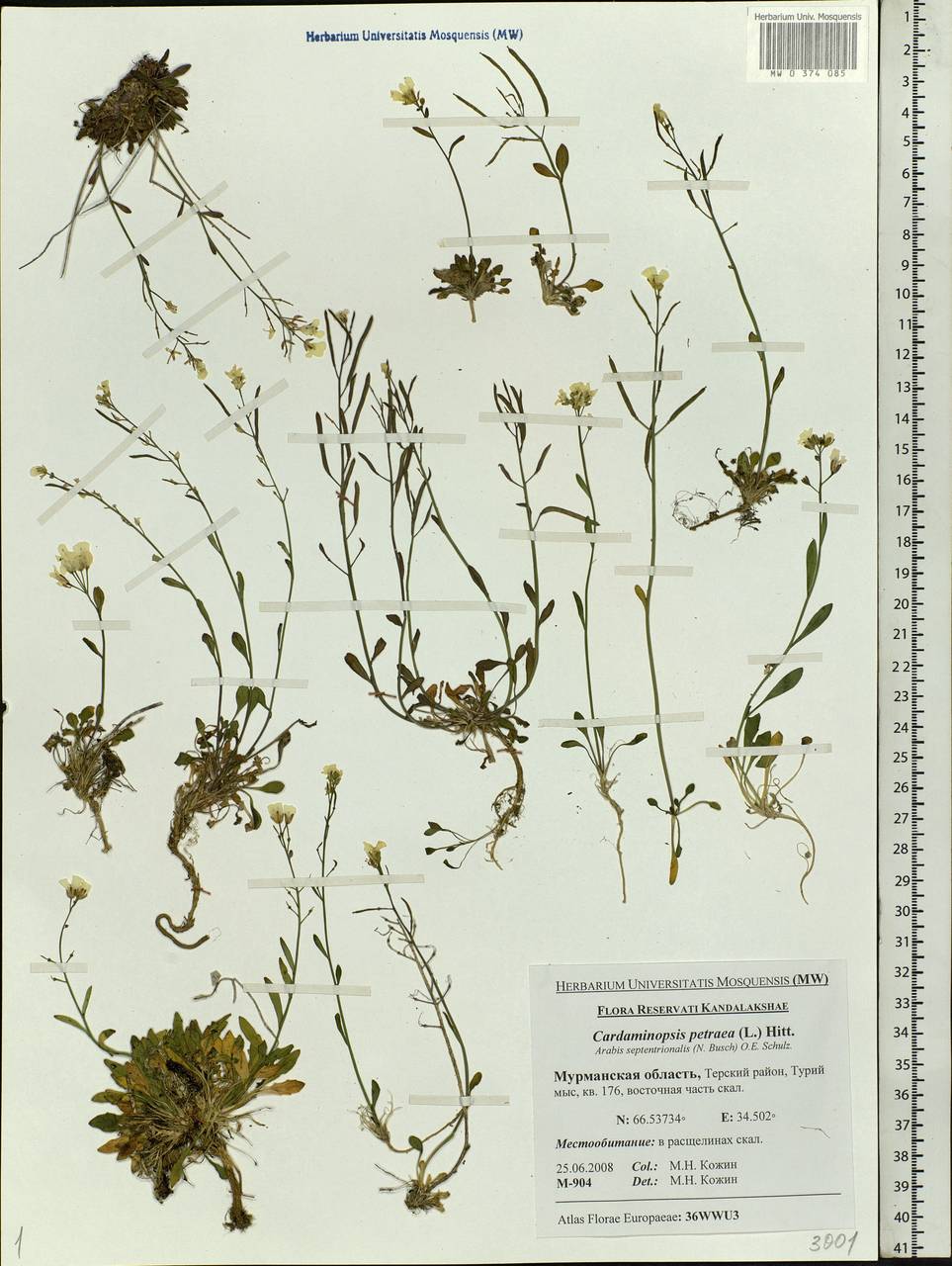 Arabidopsis lyrata subsp. petraea (L.) O'Kane & Al-Shehbaz, Eastern Europe, Northern region (E1) (Russia)