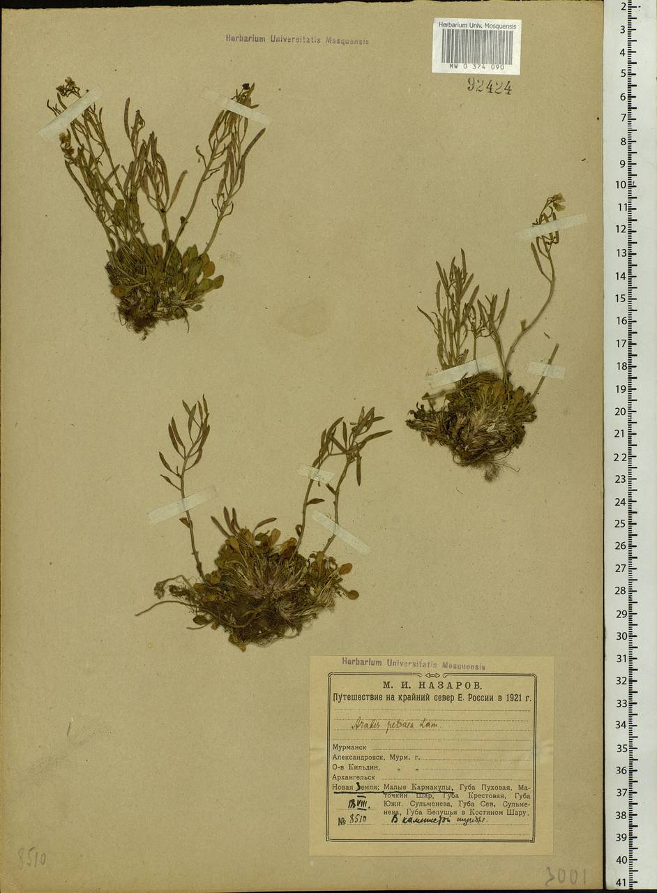 Arabidopsis lyrata subsp. petraea (L.) O'Kane & Al-Shehbaz, Eastern Europe, Northern region (E1) (Russia)