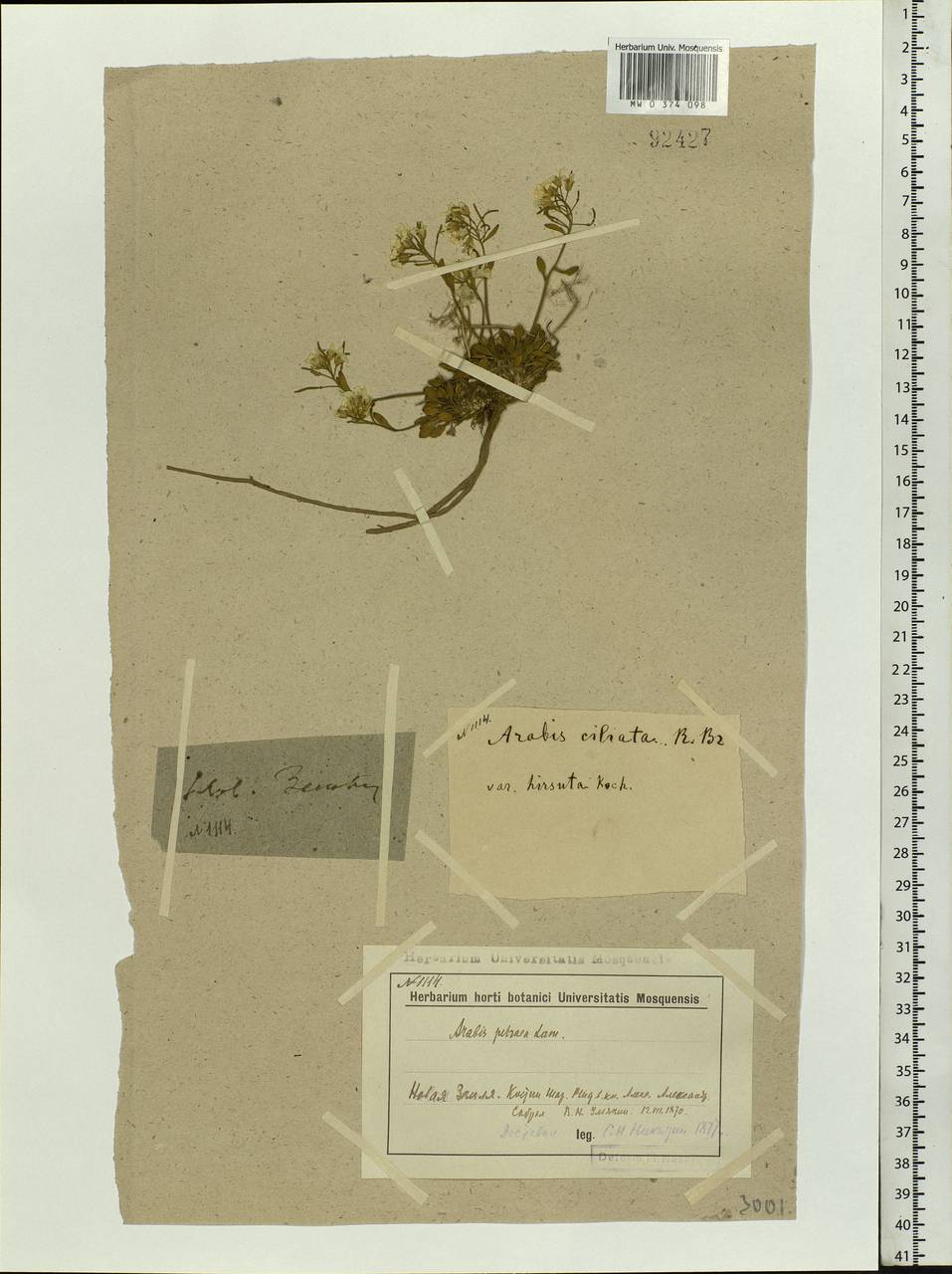 Arabidopsis lyrata subsp. petraea (L.) O'Kane & Al-Shehbaz, Eastern Europe, Northern region (E1) (Russia)