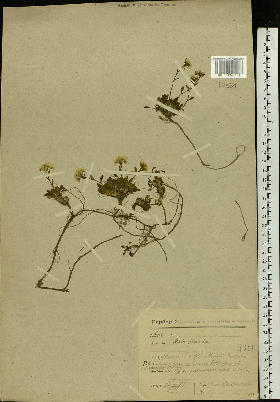 Arabidopsis lyrata subsp. petraea (L.) O'Kane & Al-Shehbaz, Eastern Europe, Northern region (E1) (Russia)
