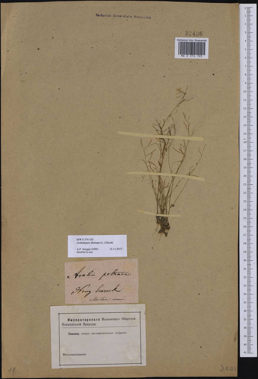 Arabidopsis thaliana (L.) Heynh., Eastern Europe, North Ukrainian region (E11) (Ukraine)