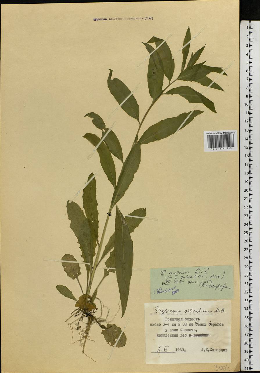 Erysimum aureum M.Bieb., Eastern Europe, Western region (E3) (Russia)