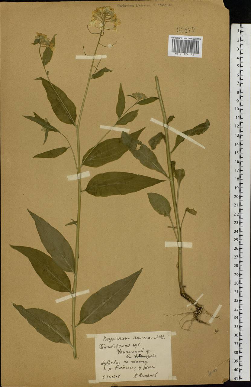 Erysimum aureum M.Bieb., Eastern Europe, Central forest-and-steppe region (E6) (Russia)