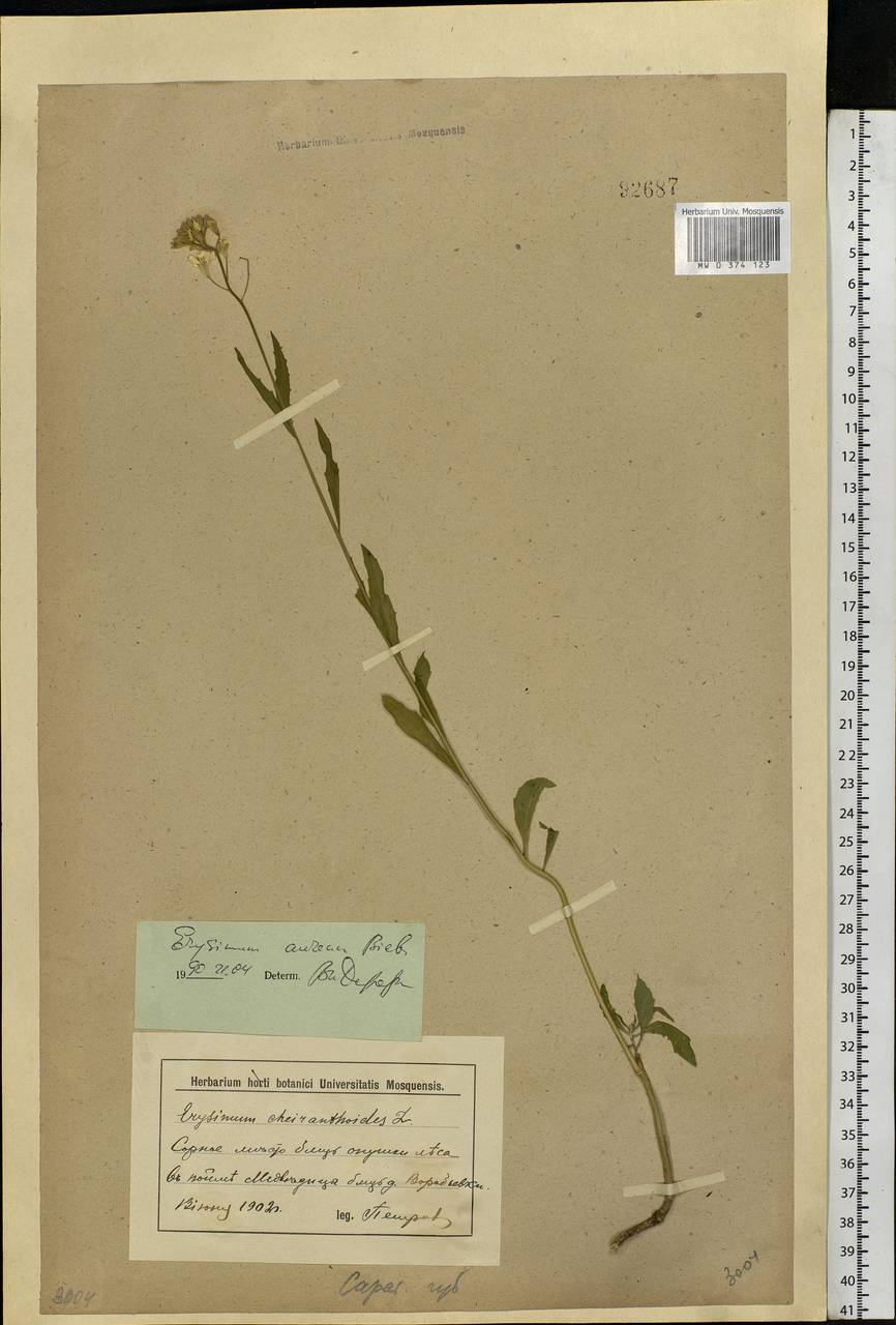 Erysimum aureum M.Bieb., Eastern Europe, Lower Volga region (E9) (Russia)
