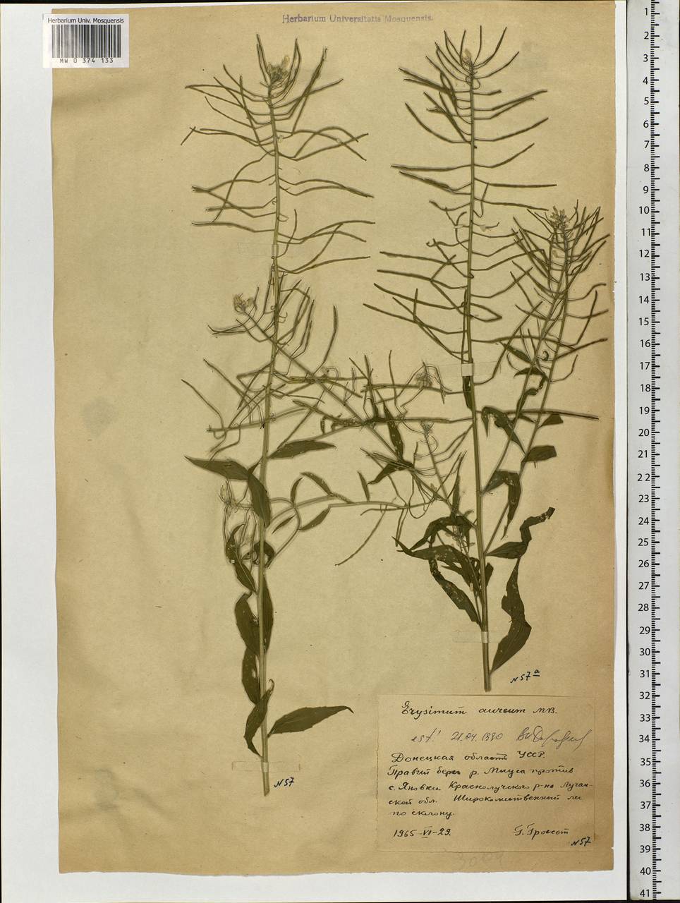 Erysimum aureum M.Bieb., Eastern Europe, South Ukrainian region (E12) (Ukraine)