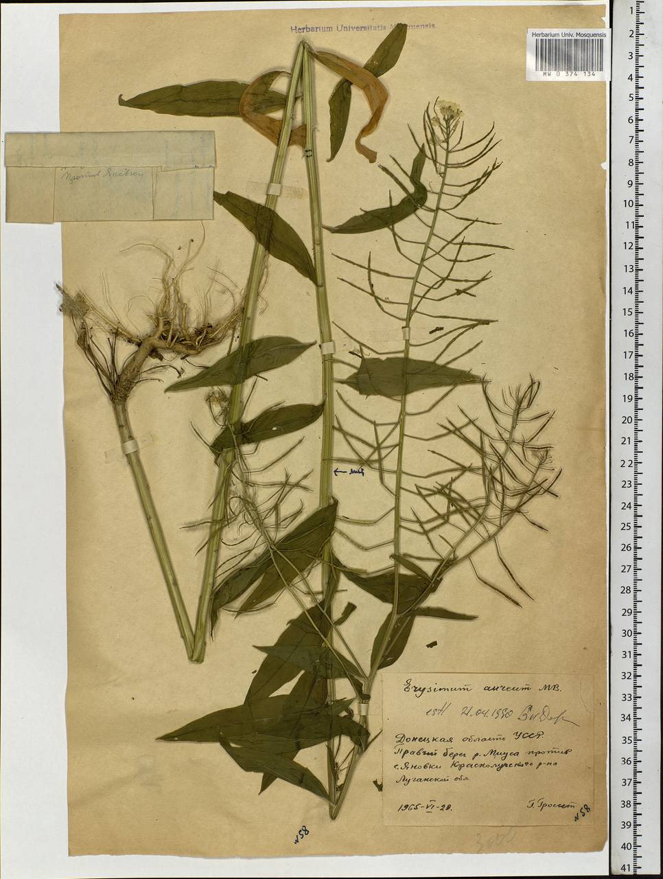 Erysimum aureum M. Bieb., Eastern Europe, North Ukrainian region (E11) (Ukraine)