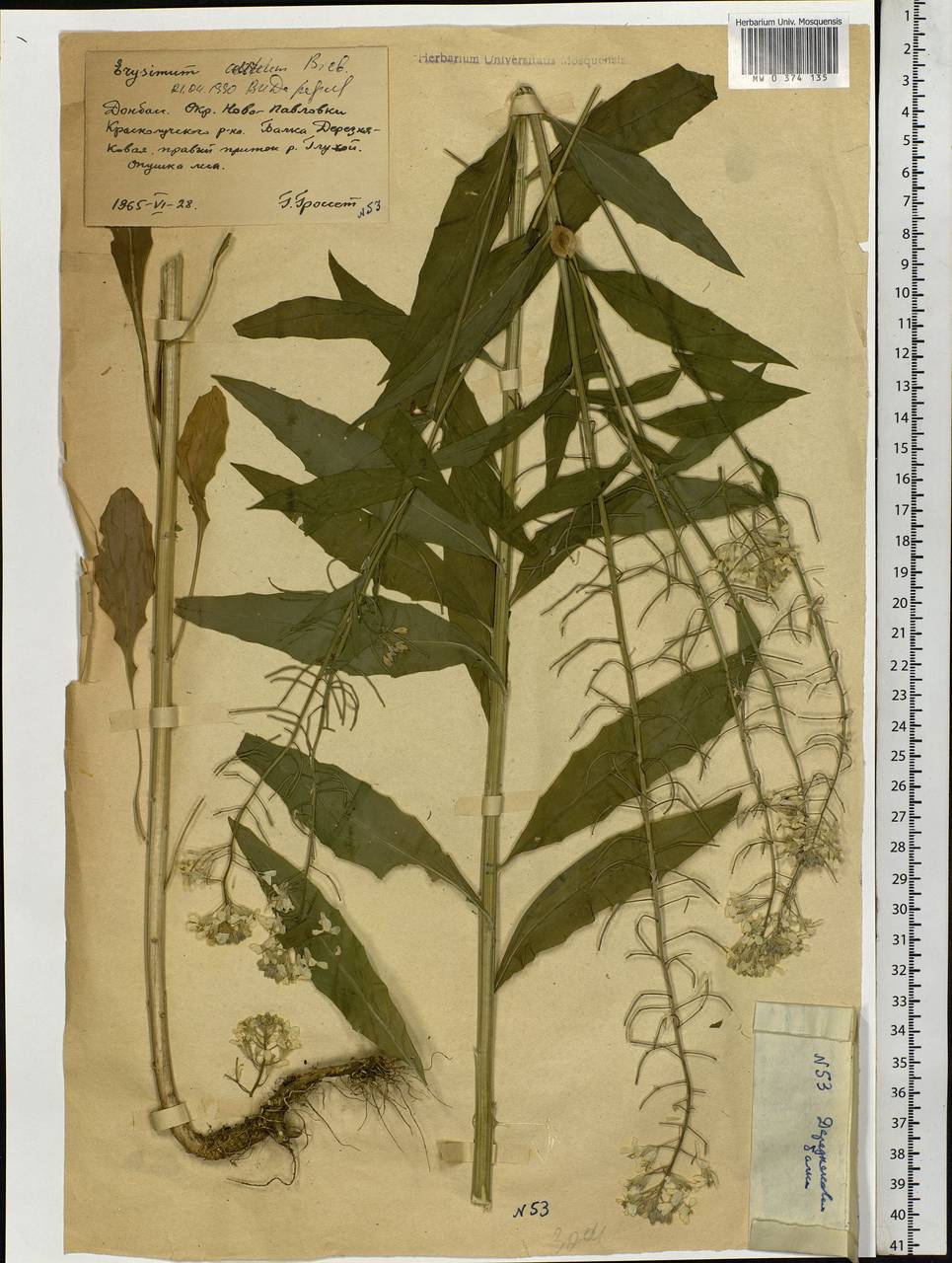 Erysimum aureum M. Bieb., Eastern Europe, North Ukrainian region (E11) (Ukraine)