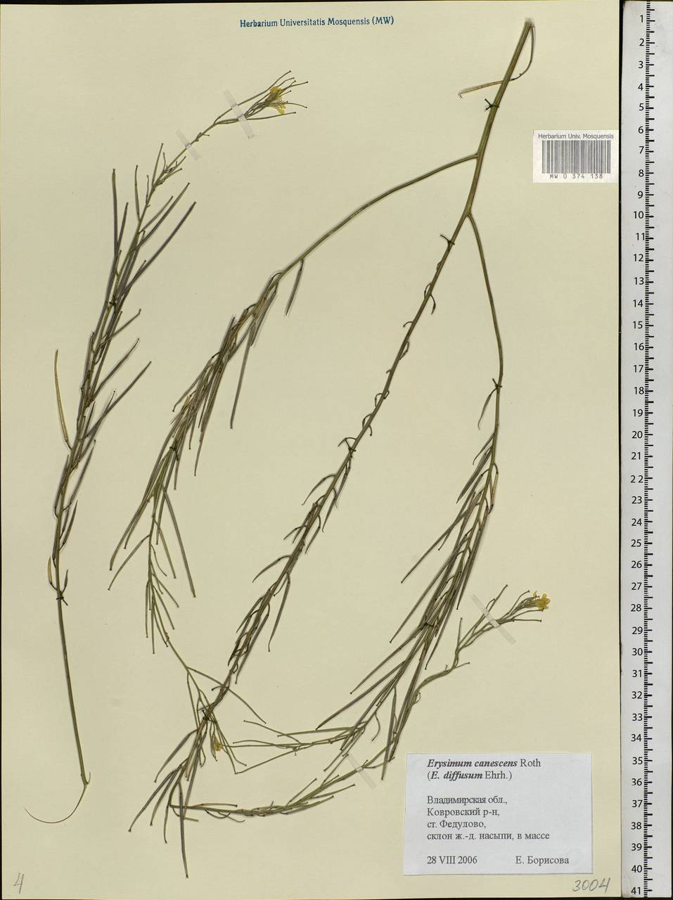 Erysimum diffusum Ehrh., Eastern Europe, Central region (E4) (Russia)
