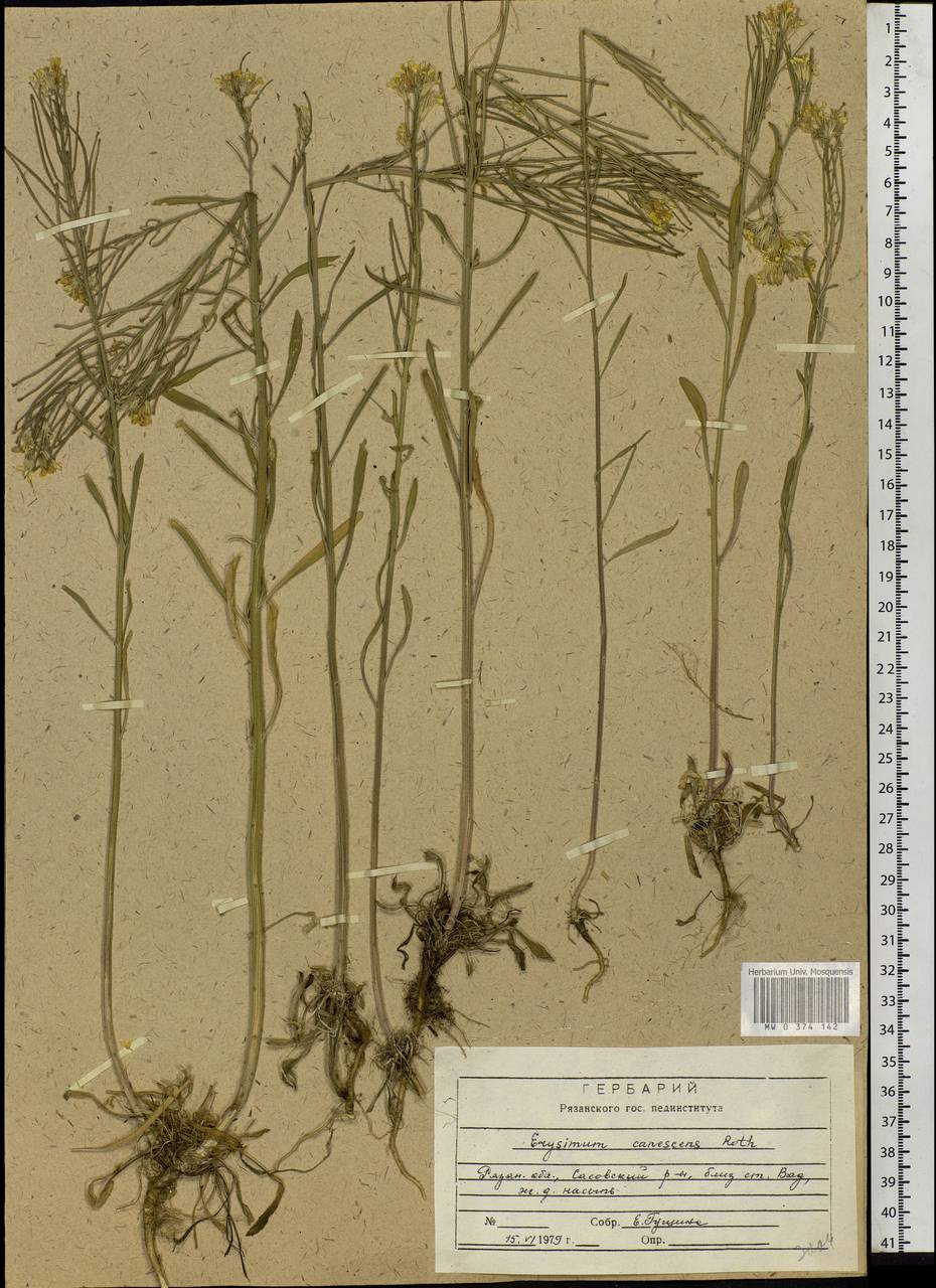 Erysimum diffusum Ehrh., Eastern Europe, Middle Volga region (E8) (Russia)