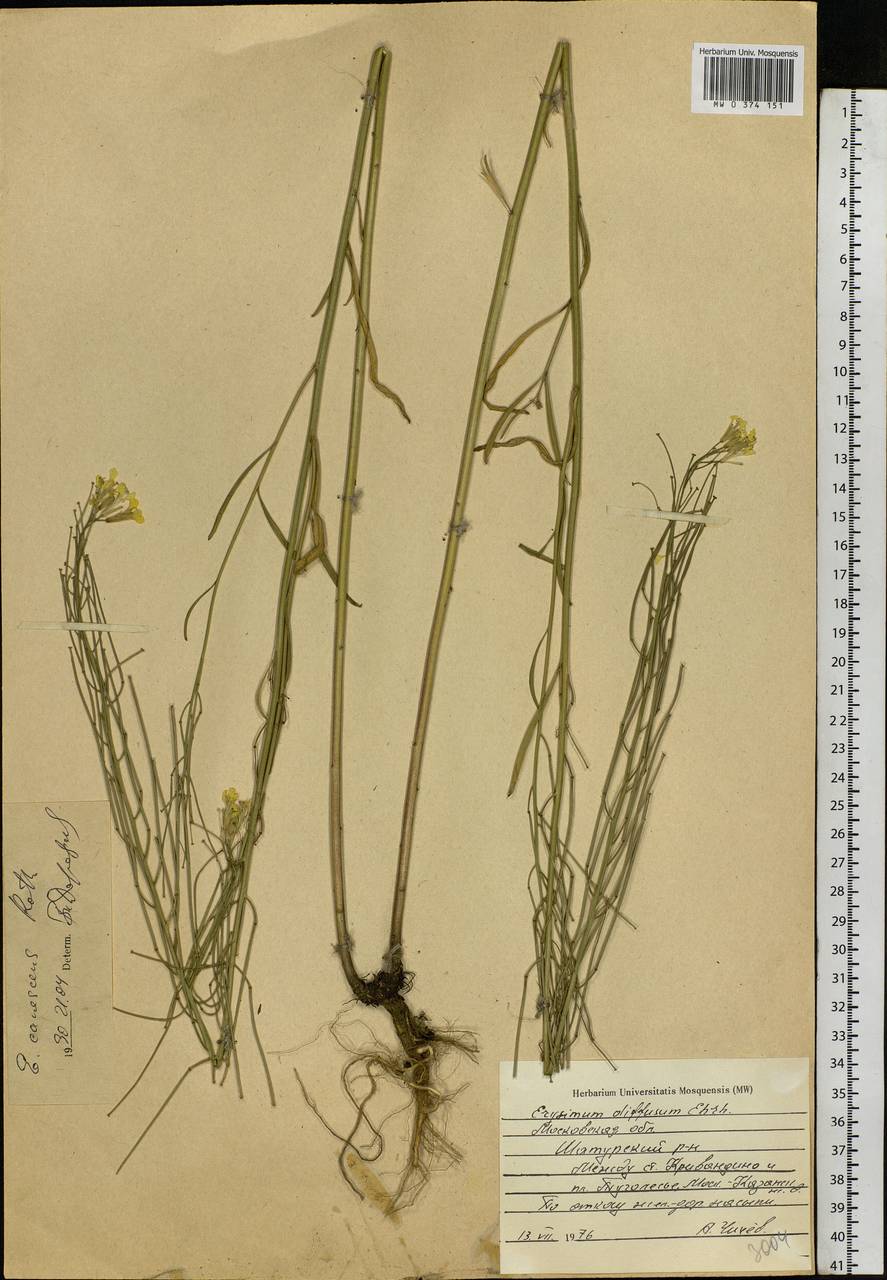 Erysimum diffusum Ehrh., Eastern Europe, Moscow region (E4a) (Russia)