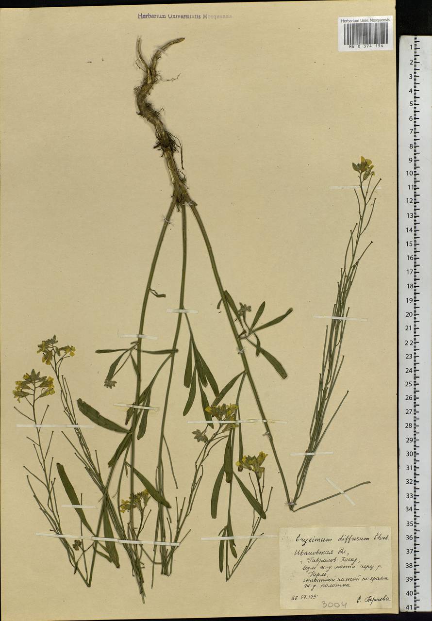 Erysimum diffusum Ehrh., Eastern Europe, Central forest region (E5) (Russia)