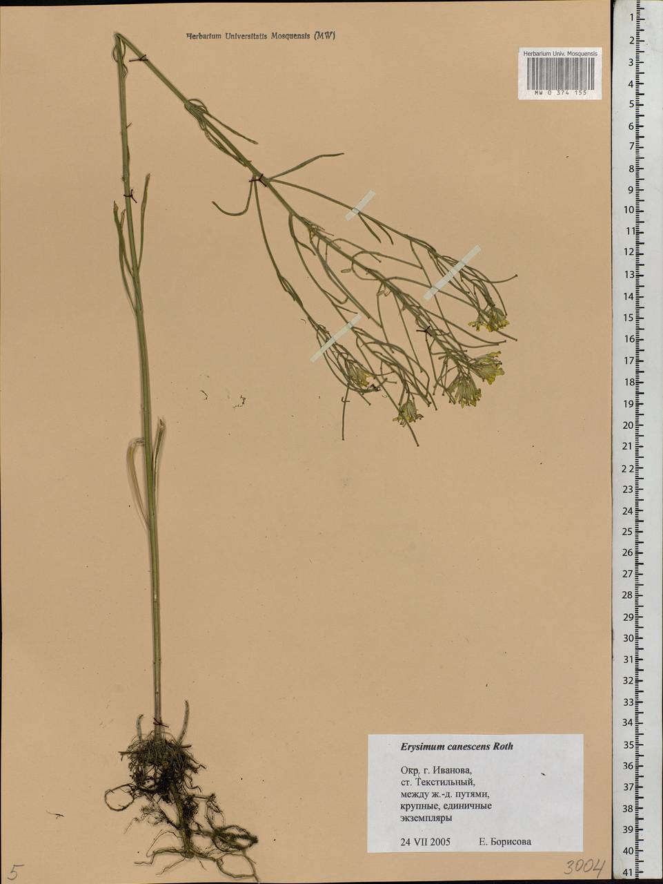 Erysimum diffusum Ehrh., Eastern Europe, Central forest region (E5) (Russia)