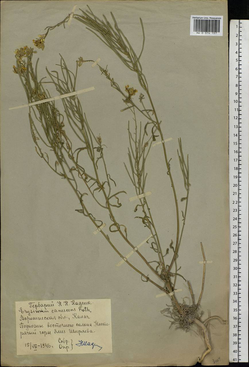 Erysimum diffusum Ehrh., Eastern Europe, Central forest-and-steppe region (E6) (Russia)