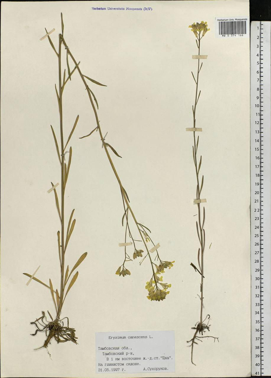 Erysimum diffusum Ehrh., Eastern Europe, Central forest-and-steppe region (E6) (Russia)