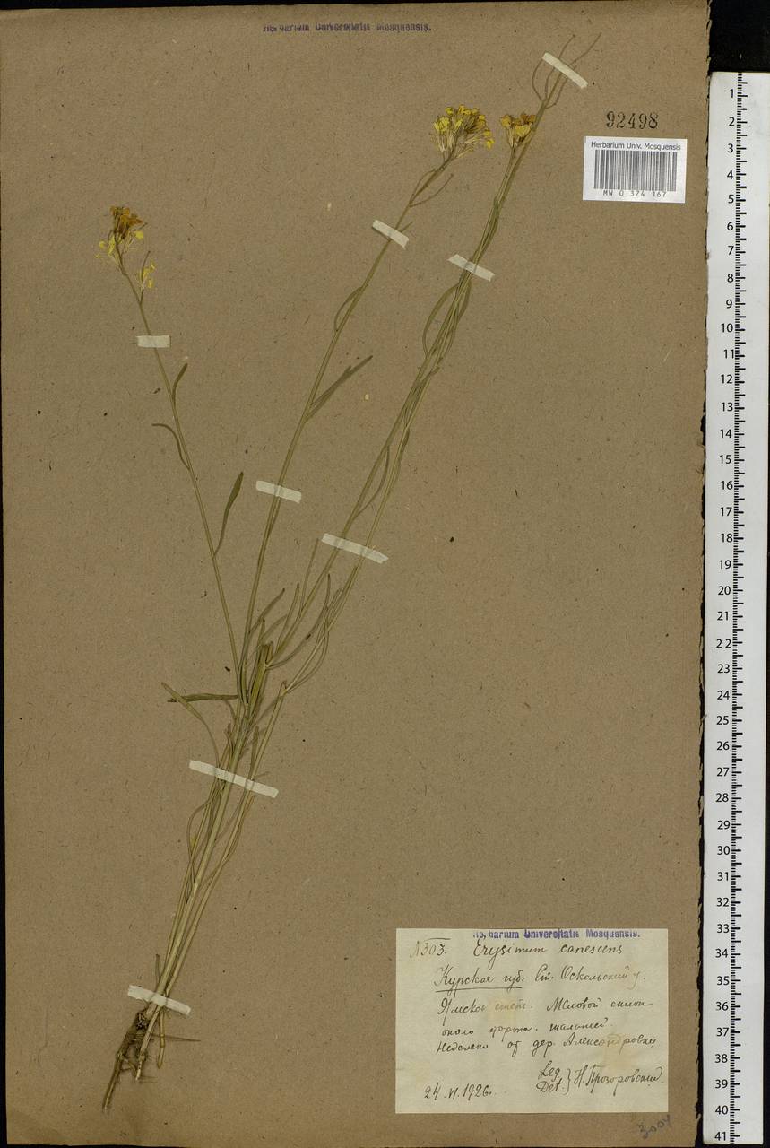 Erysimum diffusum Ehrh., Eastern Europe, Central forest-and-steppe region (E6) (Russia)