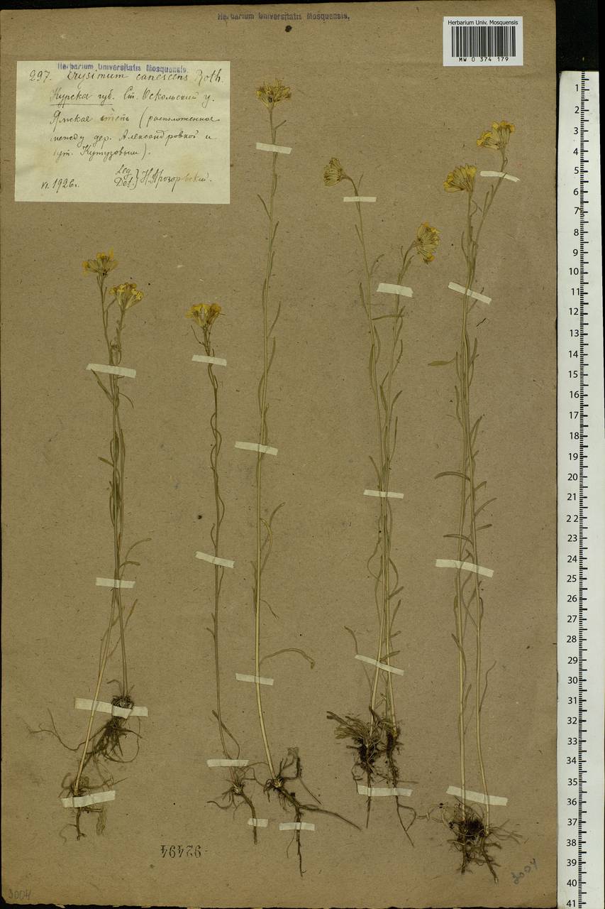 Erysimum diffusum Ehrh., Eastern Europe, Central forest-and-steppe region (E6) (Russia)