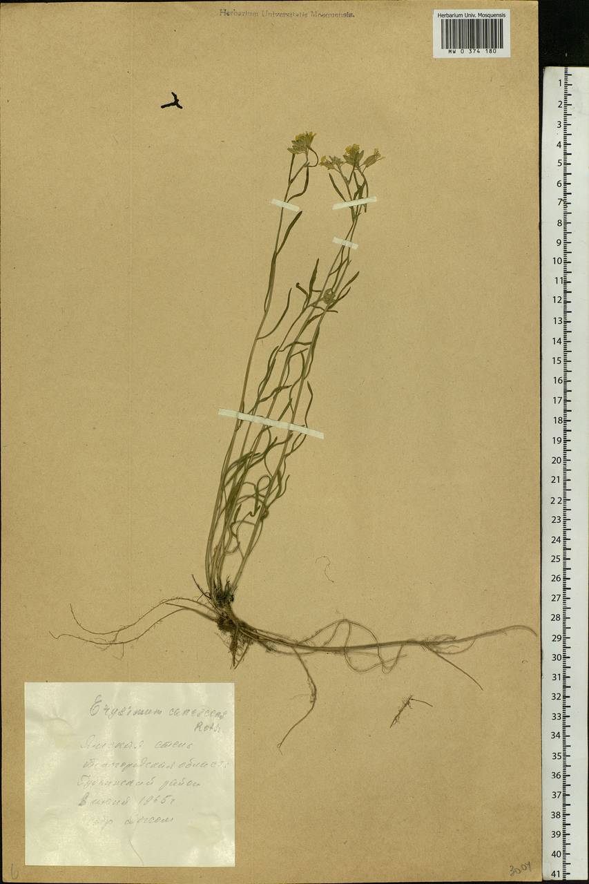 Erysimum diffusum Ehrh., Eastern Europe, Central forest-and-steppe region (E6) (Russia)