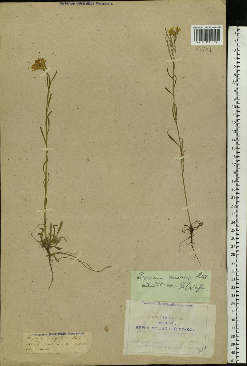 Erysimum diffusum Ehrh., Eastern Europe, Central forest-and-steppe region (E6) (Russia)