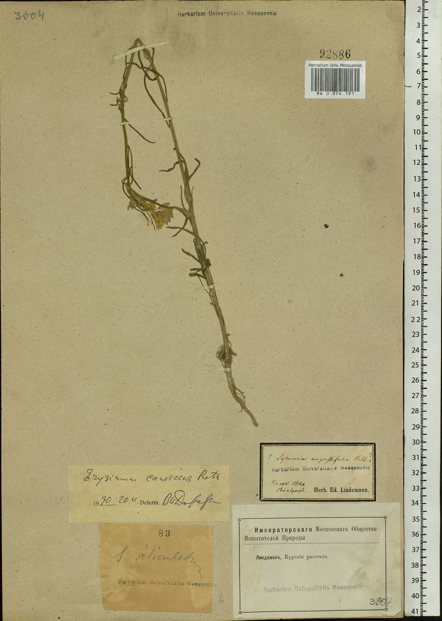 Erysimum diffusum Ehrh., Eastern Europe, Central forest-and-steppe region (E6) (Russia)