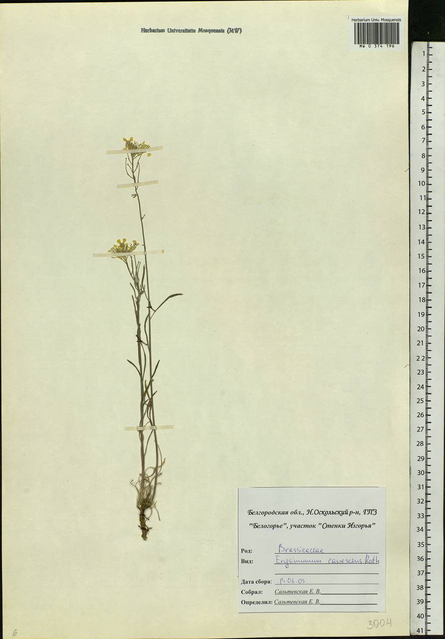 Erysimum diffusum Ehrh., Eastern Europe, Central forest-and-steppe region (E6) (Russia)