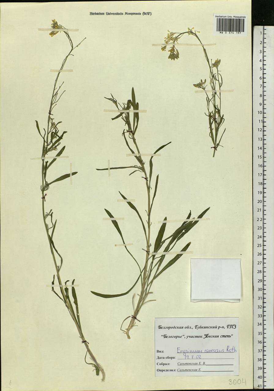 Erysimum diffusum Ehrh., Eastern Europe, Central forest-and-steppe region (E6) (Russia)