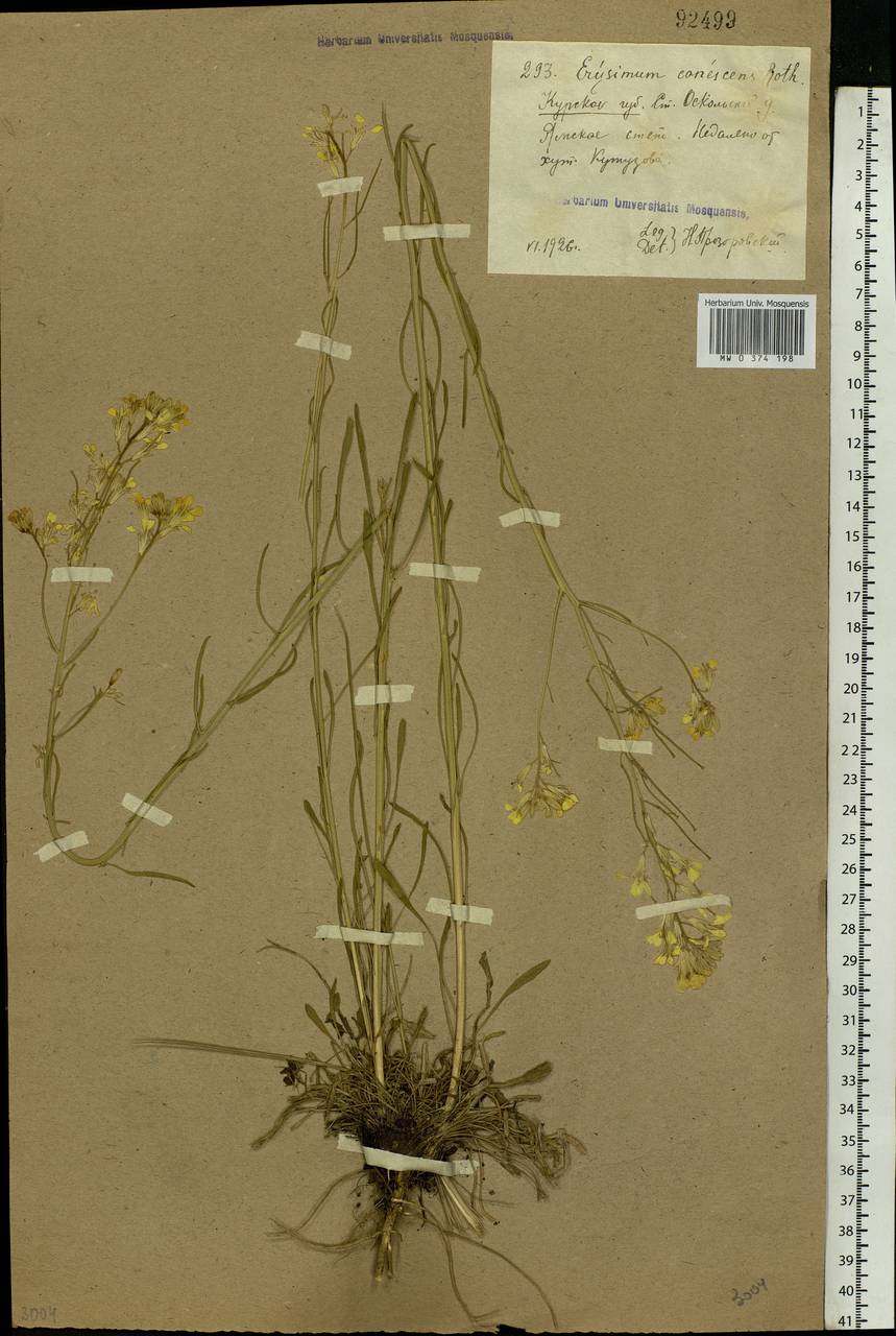 Erysimum diffusum Ehrh., Eastern Europe, Central forest-and-steppe region (E6) (Russia)