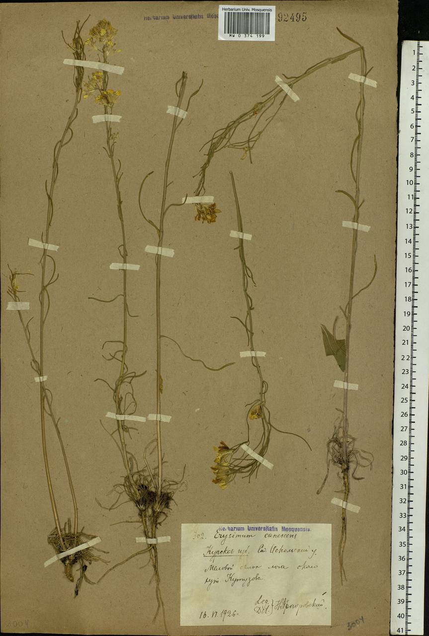 Erysimum diffusum Ehrh., Eastern Europe, Central forest-and-steppe region (E6) (Russia)