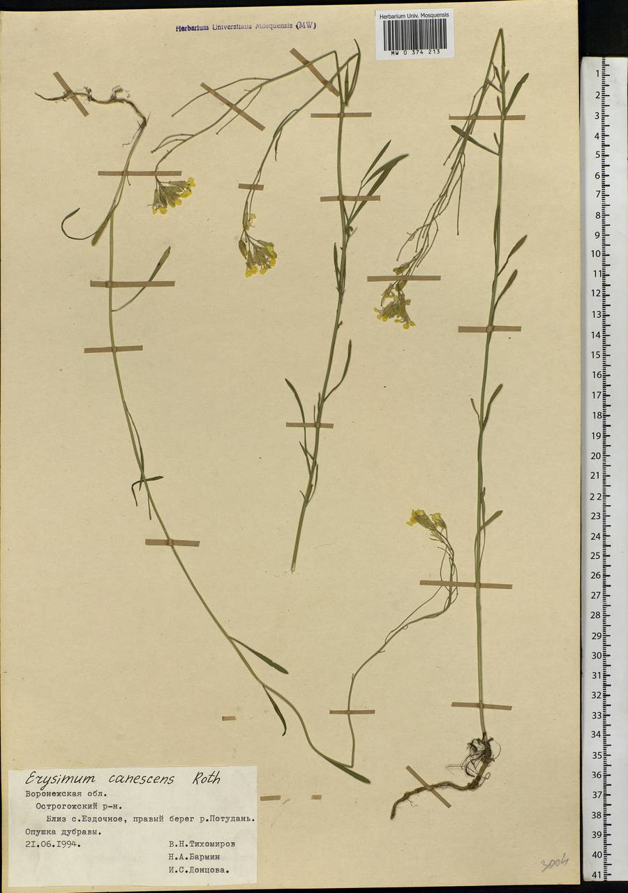 Erysimum diffusum Ehrh., Eastern Europe, Central forest-and-steppe region (E6) (Russia)