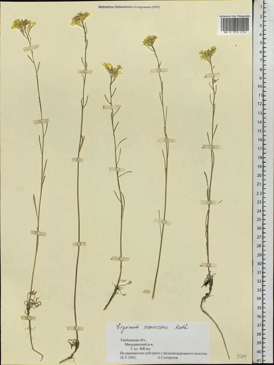 Erysimum diffusum Ehrh., Eastern Europe, Central forest-and-steppe region (E6) (Russia)