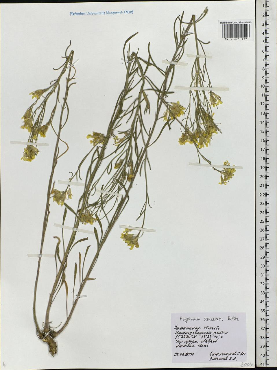 Erysimum diffusum Ehrh., Eastern Europe, Central forest-and-steppe region (E6) (Russia)