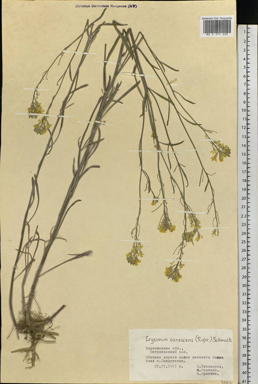 Erysimum diffusum Ehrh., Eastern Europe, Central forest-and-steppe region (E6) (Russia)