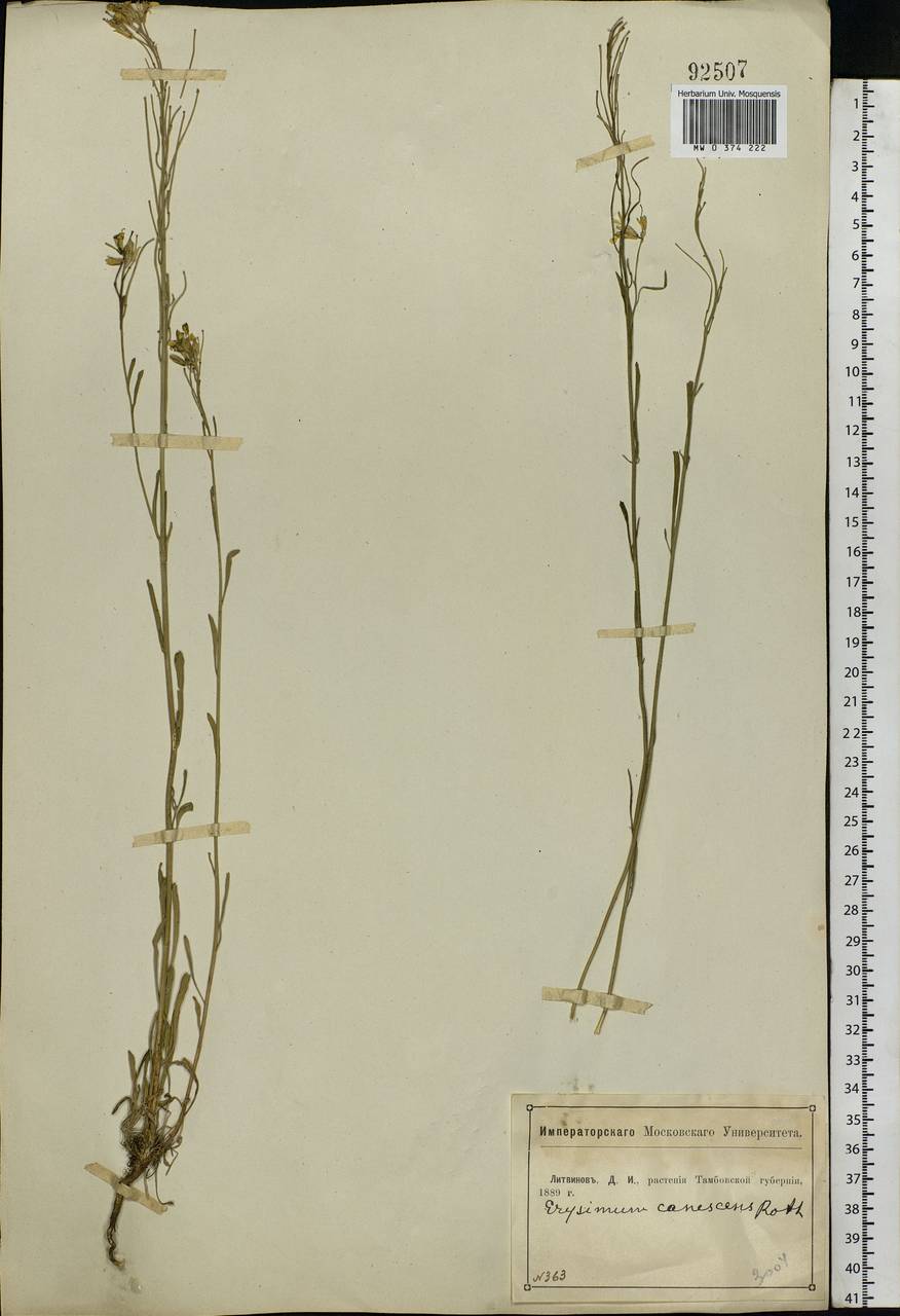 Erysimum diffusum Ehrh., Eastern Europe, Central forest-and-steppe region (E6) (Russia)