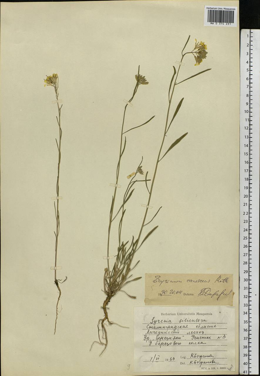 Erysimum diffusum Ehrh., Eastern Europe, Lower Volga region (E9) (Russia)